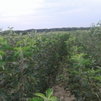 Розплідник фруктові дерева плодові саджанці яблуні груші сливи черешні Польща