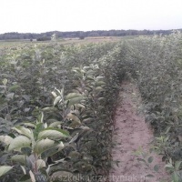 Розплідник фруктові дерева плодові саджанці яблуні груші сливи черешні Польща